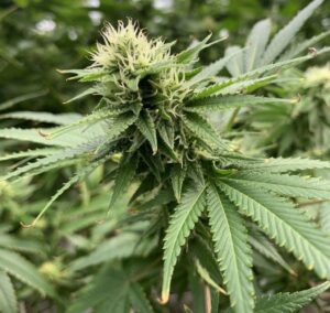 Read more about the article How I Arrived in the West Coast