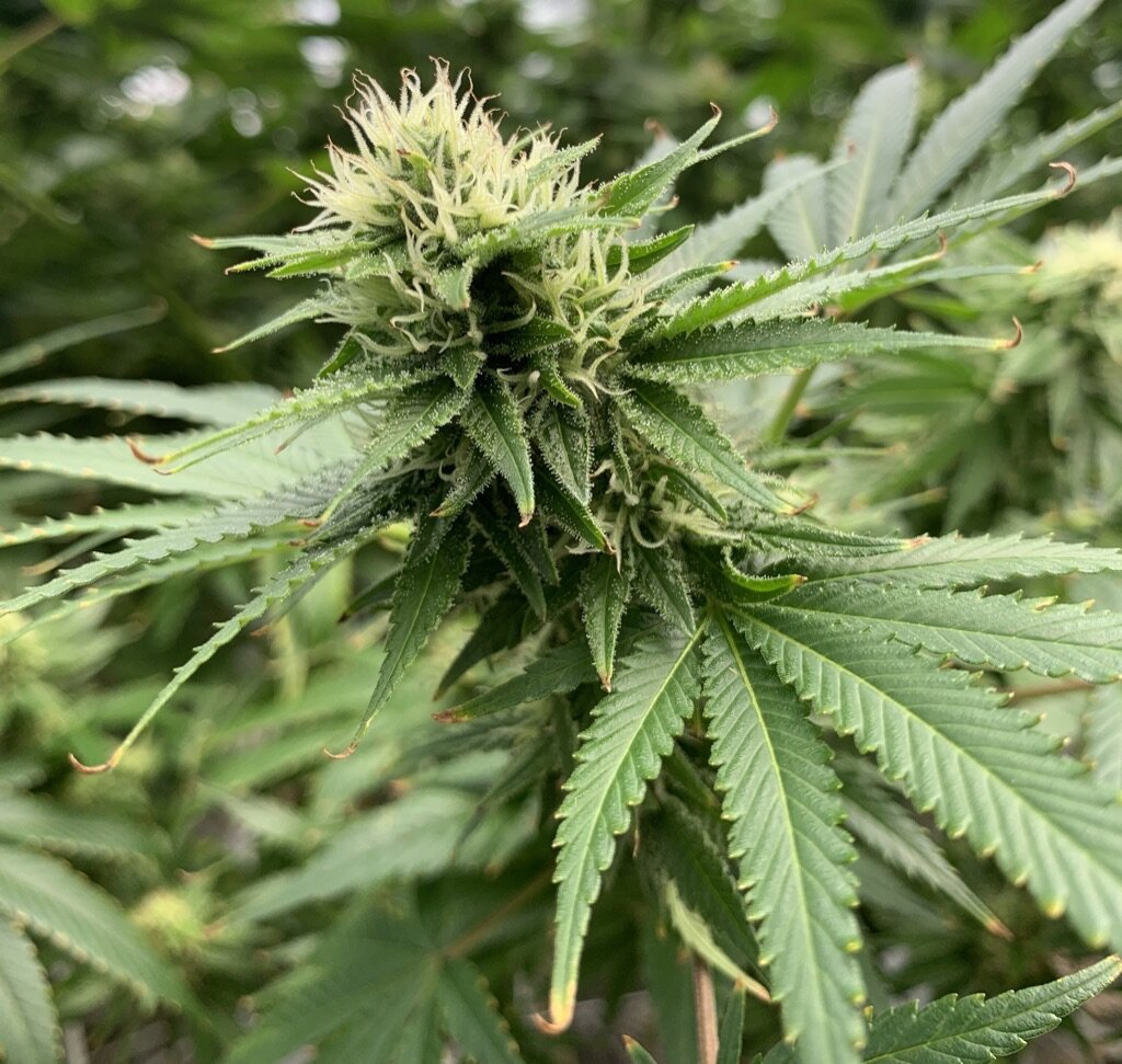 Read more about the article How I Arrived in the West Coast