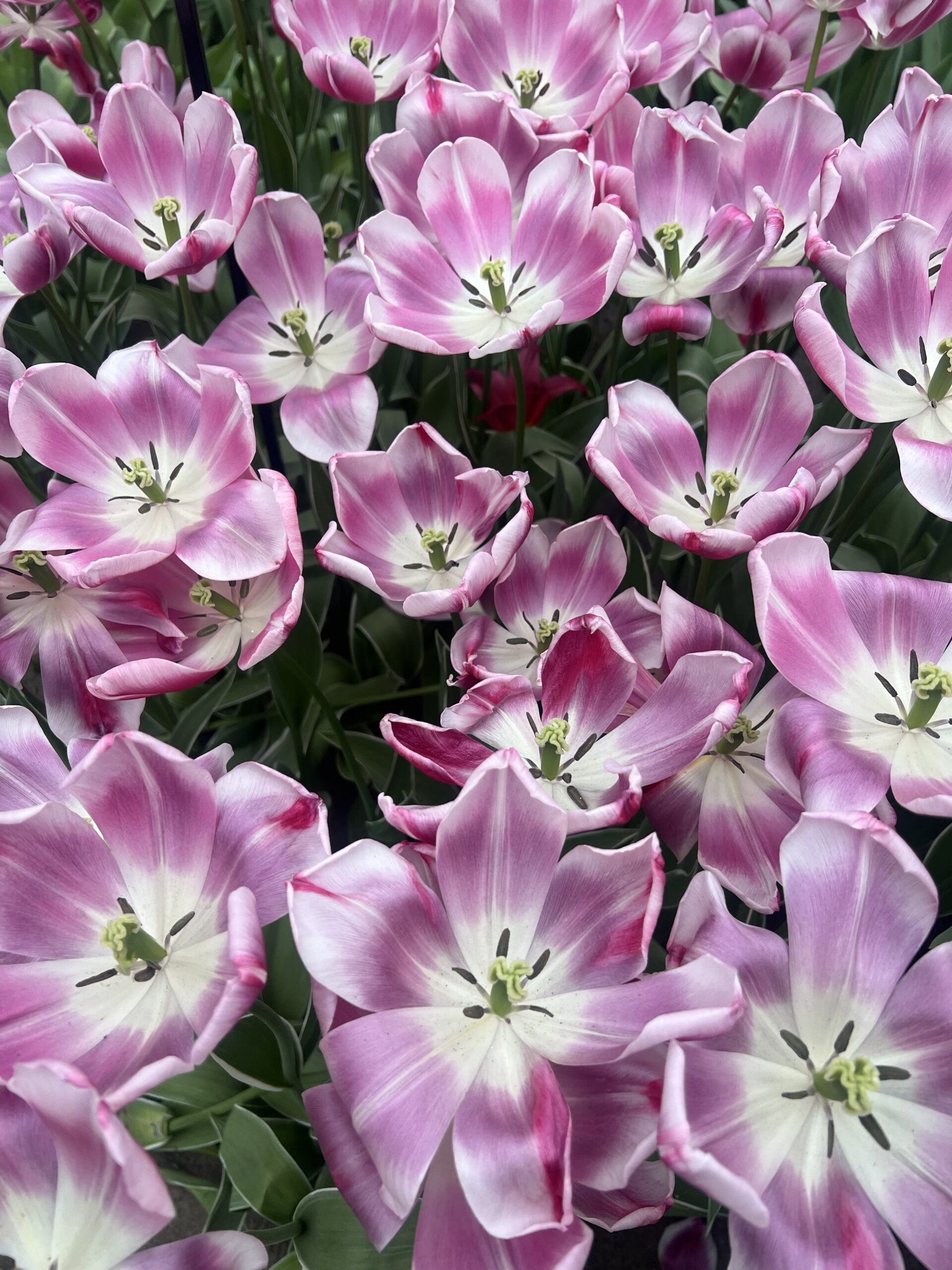 Read more about the article Touring the Tulips